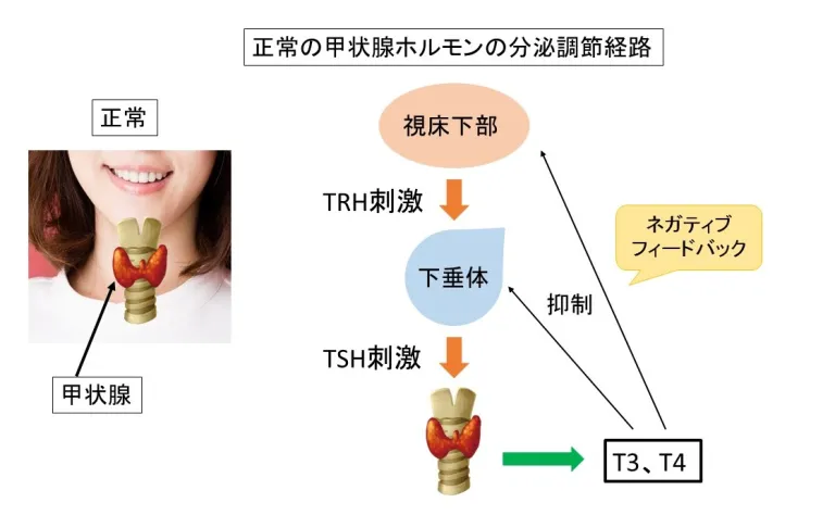 正常の甲状腺ホルモンの分泌調整経路