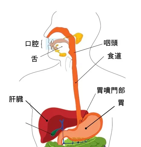 食べ物の通り道名称