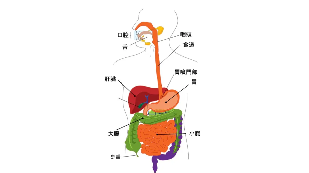 胃、十二指腸、小腸、大腸などの図解